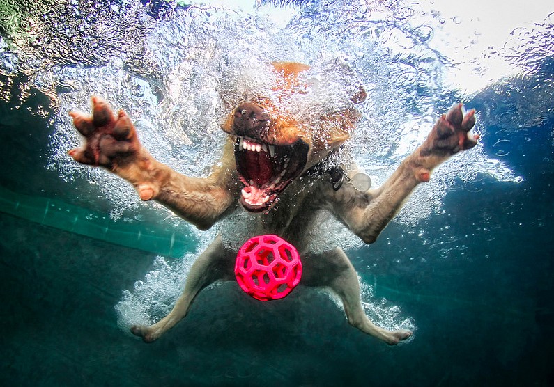 Seth Casteel, Belly Flop
Archival pigment print, 8 x 10 in.