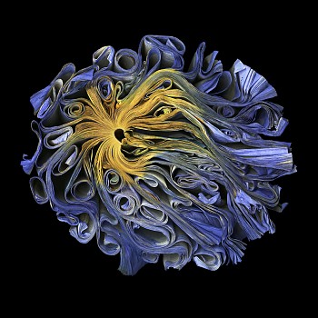 Cara Barer - Nightshade Sizes vary