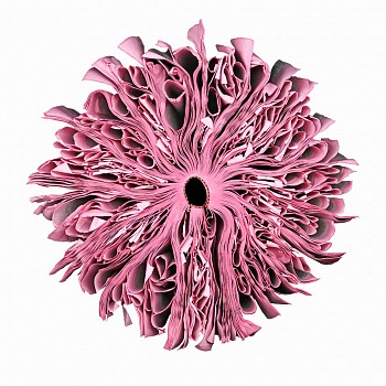 Cara Barer - Pink Sizes vary